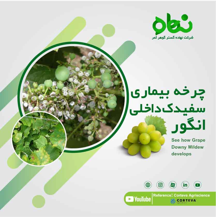 چرخه بیماری  سفیدک داخلی انگور